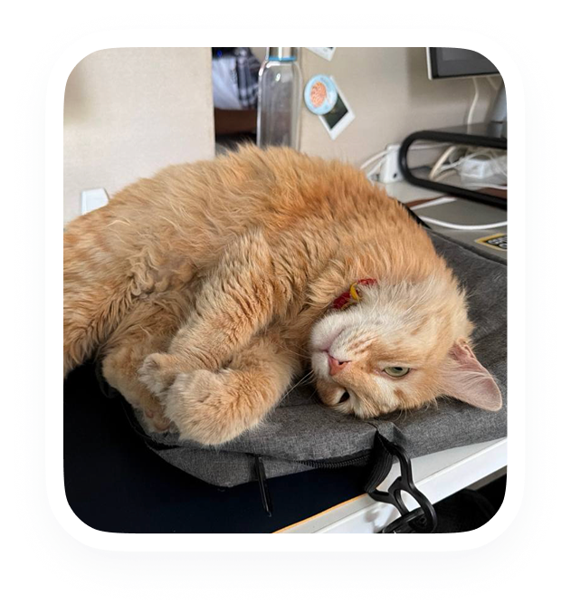 Jhumri, the Fold office cat